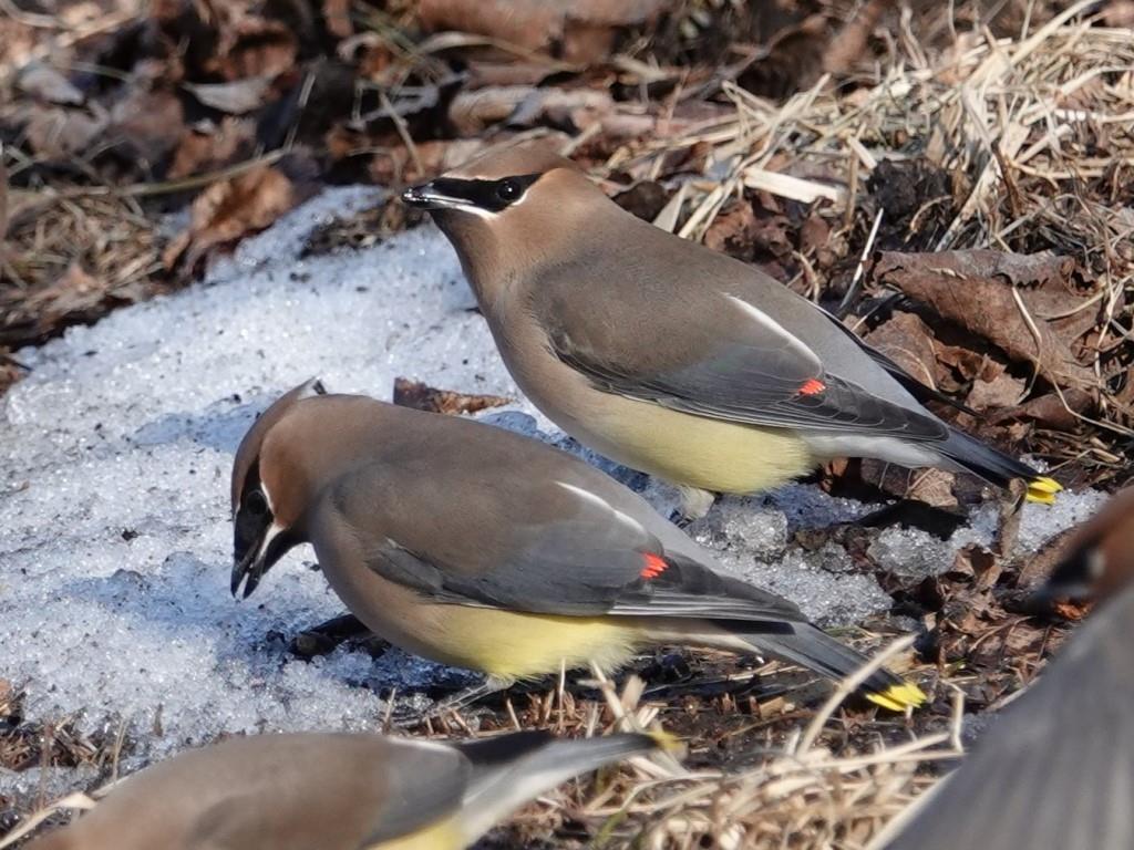 Cedar WaxwingScene 1 (1 of 6)© Marty CorfmanMines of Spain SRA1/30/25