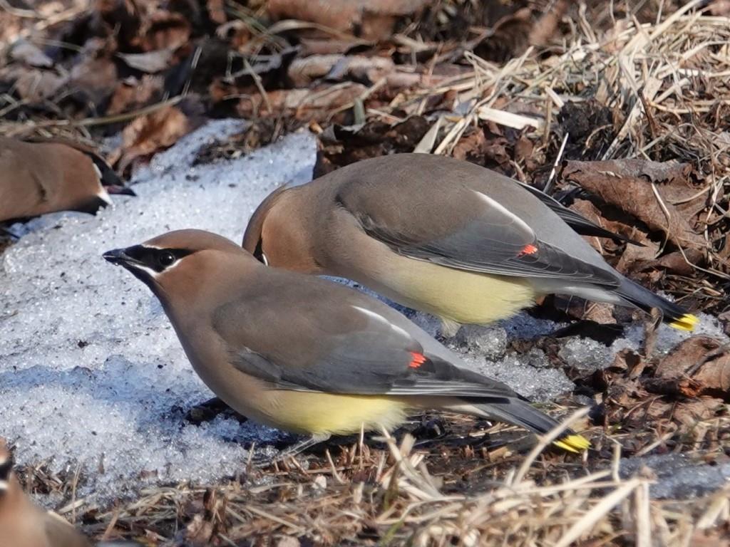 Cedar WaxwingScene 1 (2 of 6)© Marty CorfmanMines of Spain SRA1/30/25