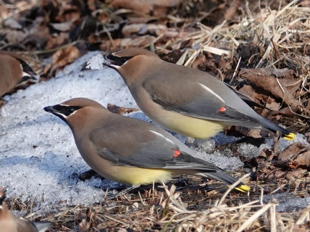 Cedar WaxwingScene 1 (3 of 6)© Marty CorfmanMines of Spain SRA1/30/25