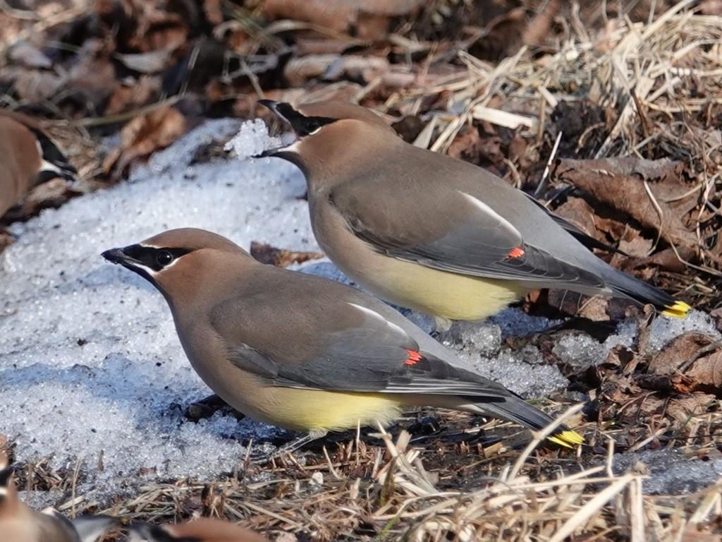 Cedar WaxwingScene 1 (4 of 6)© Marty CorfmanMines of Spain SRA1/30/25