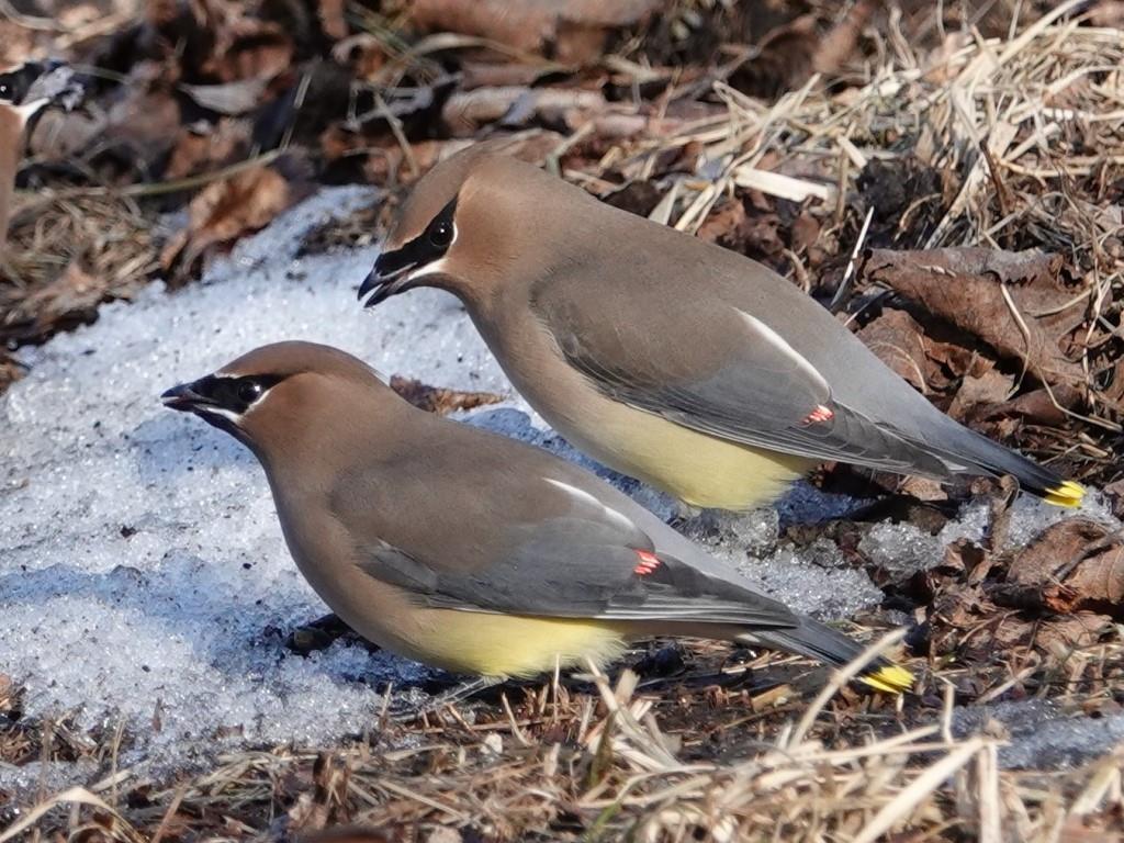 Cedar WaxwingScene 1 (6 of 6)© Marty CorfmanMines of Spain SRA1/30/25