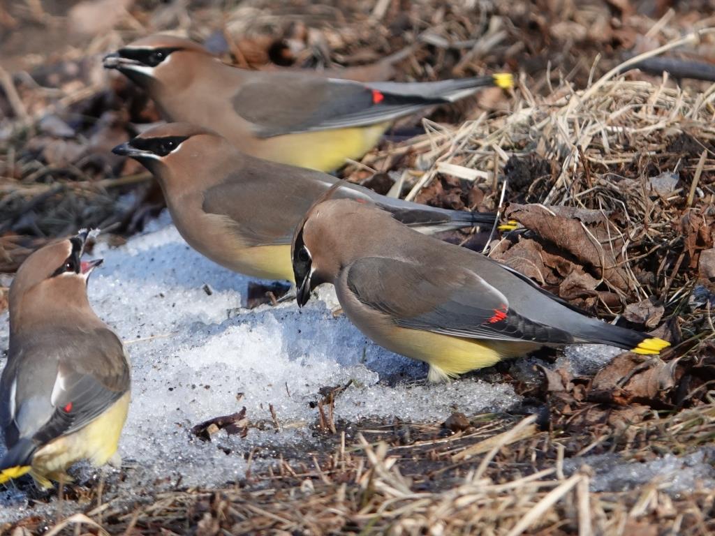 Cedar WaxwingScene 2 (1 of 6)© Marty CorfmanMines of Spain SRA1/30/25