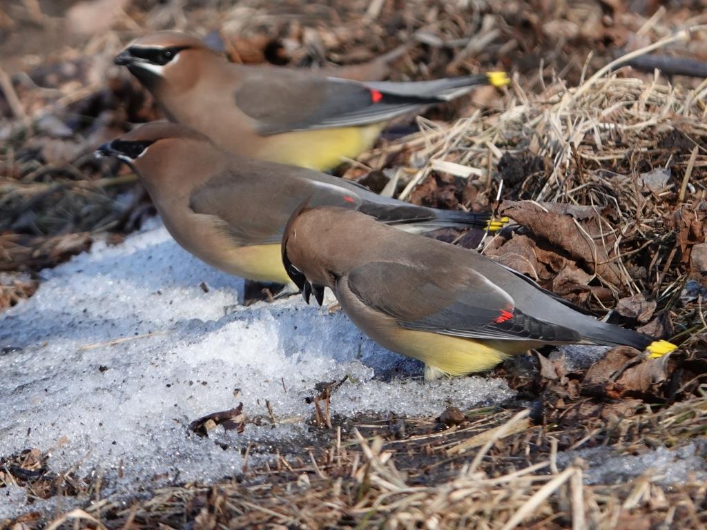 Cedar WaxwingScene 2 (2 of 6)© Marty CorfmanMines of Spain SRA1/30/25