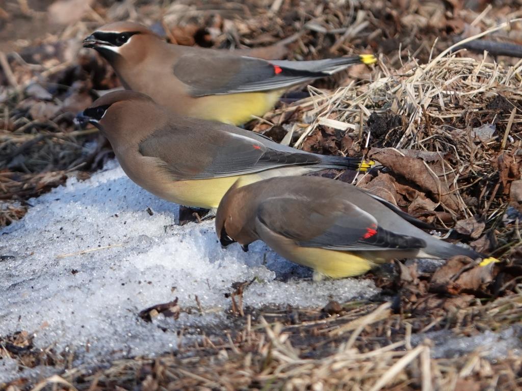 Cedar WaxwingScene 2 (3 of 6)© Marty CorfmanMines of Spain SRA1/30/25