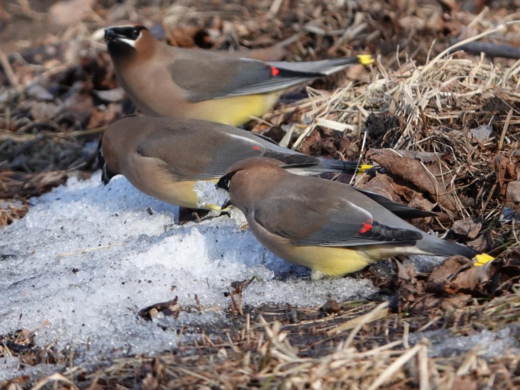 Cedar WaxwingScene 2 (4 of 6)© Marty CorfmanMines of Spain SRA1/30/25