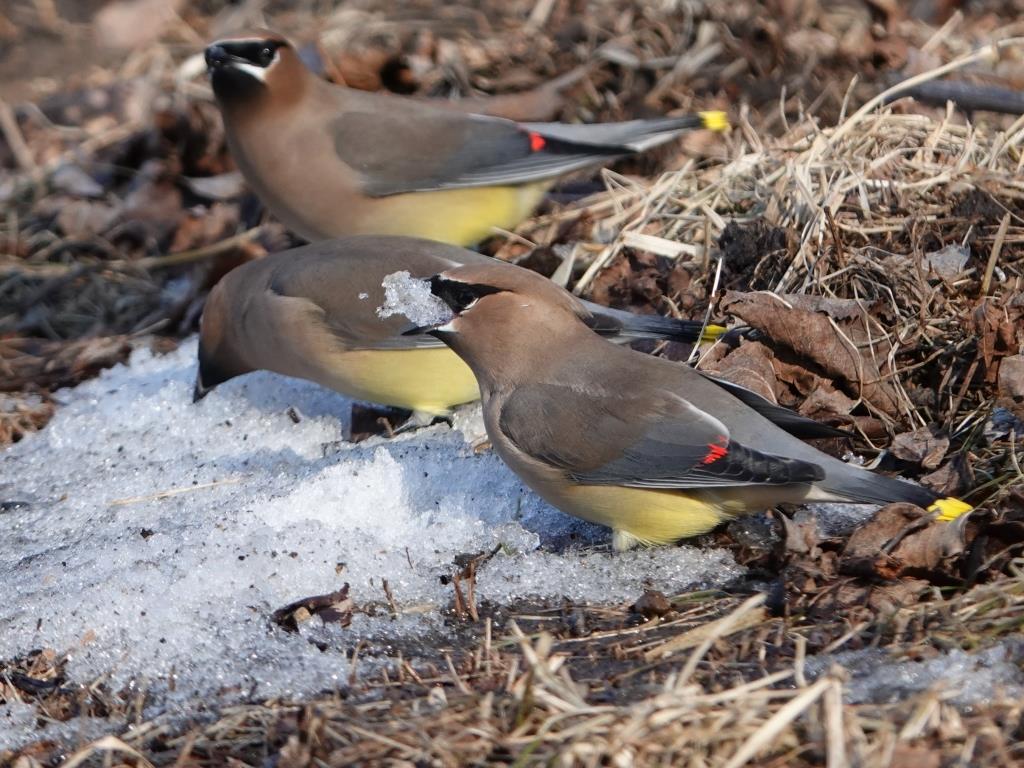 Cedar WaxwingScene 2 (5 of 6)© Marty CorfmanMines of Spain SRA1/30/25