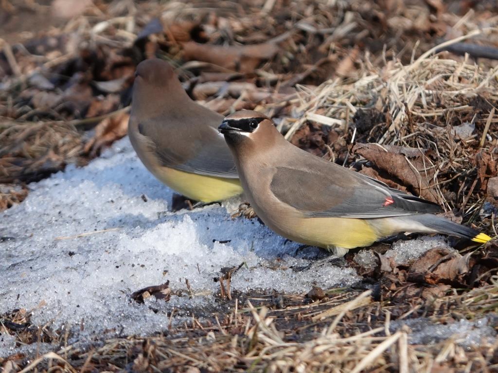 Cedar WaxwingScene 2 (6 of 6)© Marty CorfmanMines of Spain SRA1/30/25