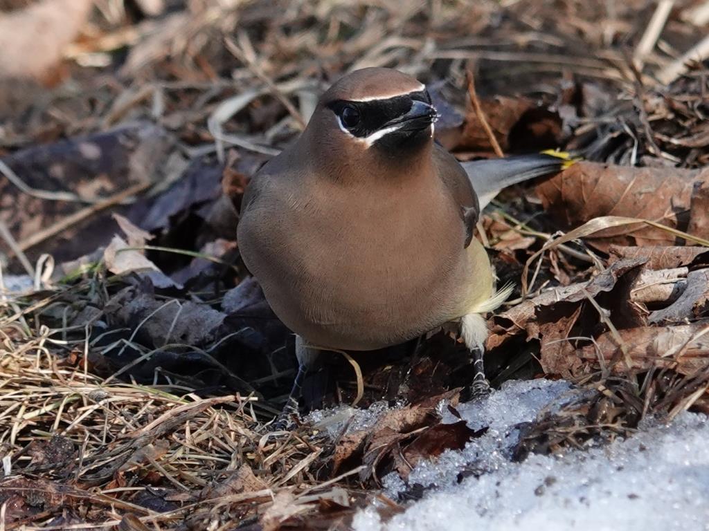 Cedar WaxwingScene 3 (10 of 10)© Marty CorfmanMines of Spain SRA1/30/25