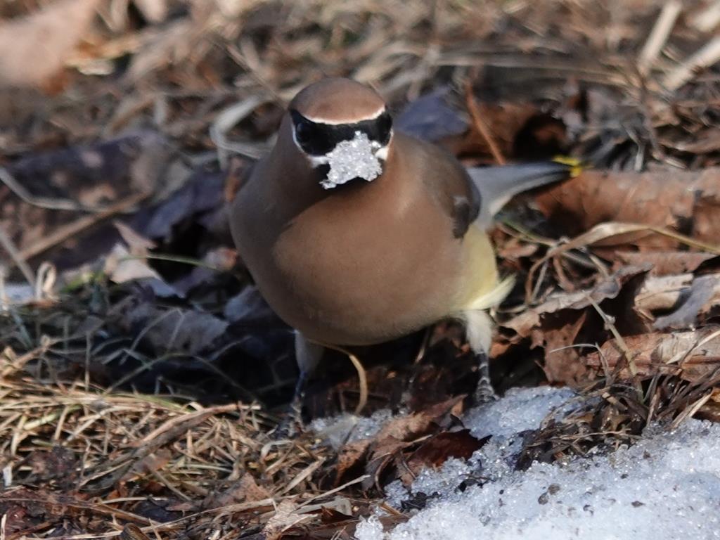 Cedar WaxwingScene 3 (1 of 10)© Marty CorfmanMines of Spain SRA1/30/25