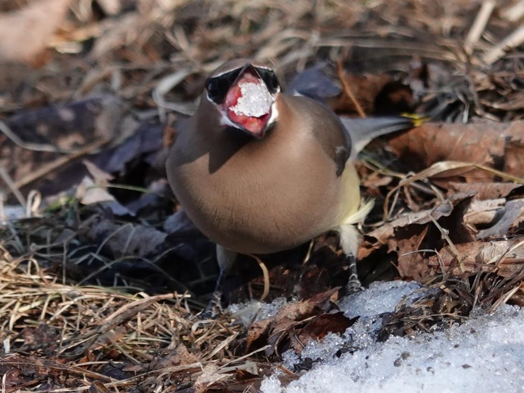 Cedar WaxwingScene 3 (2 of 10)© Marty CorfmanMines of Spain SRA1/30/25