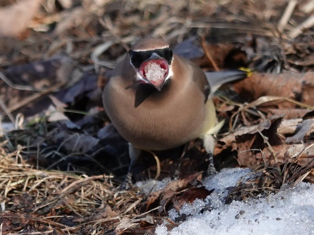 Cedar WaxwingScene 3 (3 of 10)© Marty CorfmanMines of Spain SRA1/30/25