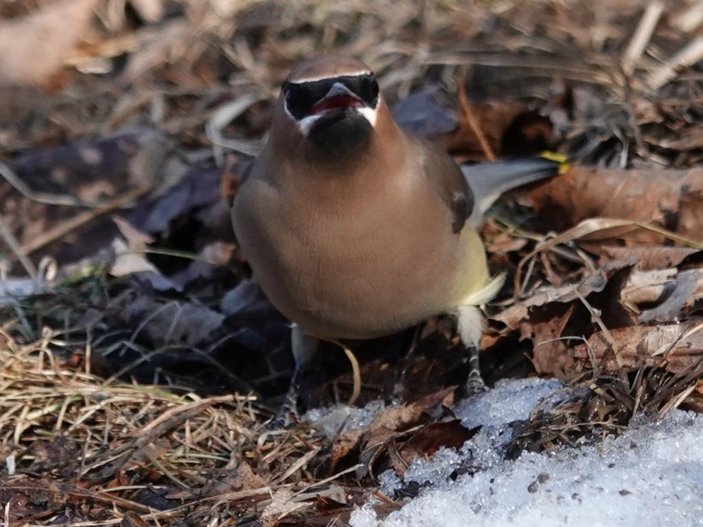 Cedar WaxwingScene 3 (4 of 10)© Marty CorfmanMines of Spain SRA1/30/25