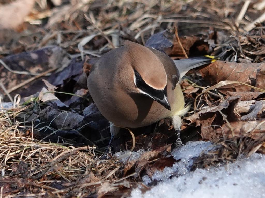 Cedar WaxwingScene 3 (5 of 10)© Marty CorfmanMines of Spain SRA1/30/25