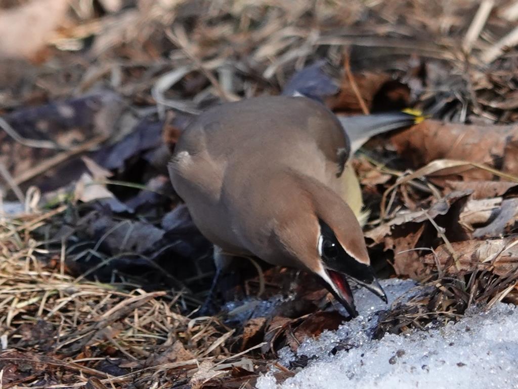 Cedar WaxwingScene 3 (6 of 10)© Marty CorfmanMines of Spain SRA1/30/25