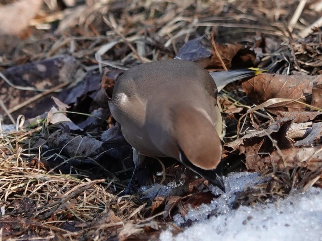 Cedar WaxwingScene 3 (7 of 10)© Marty CorfmanMines of Spain SRA1/30/25