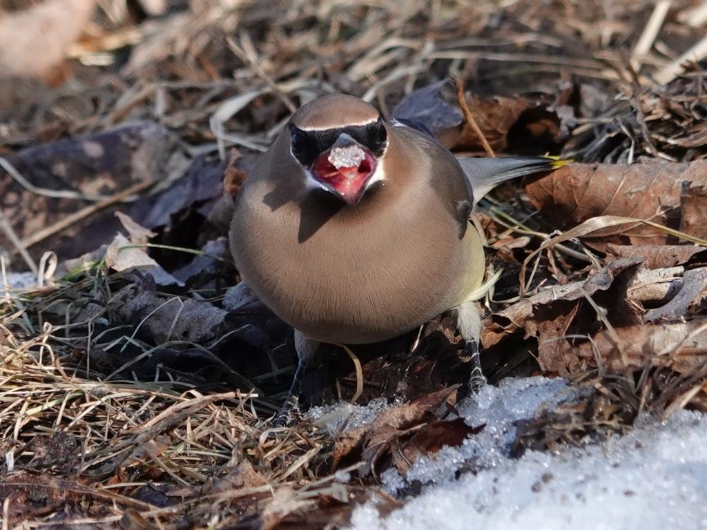 Cedar WaxwingScene 3 (8 of 10)© Marty CorfmanMines of Spain SRA1/30/25