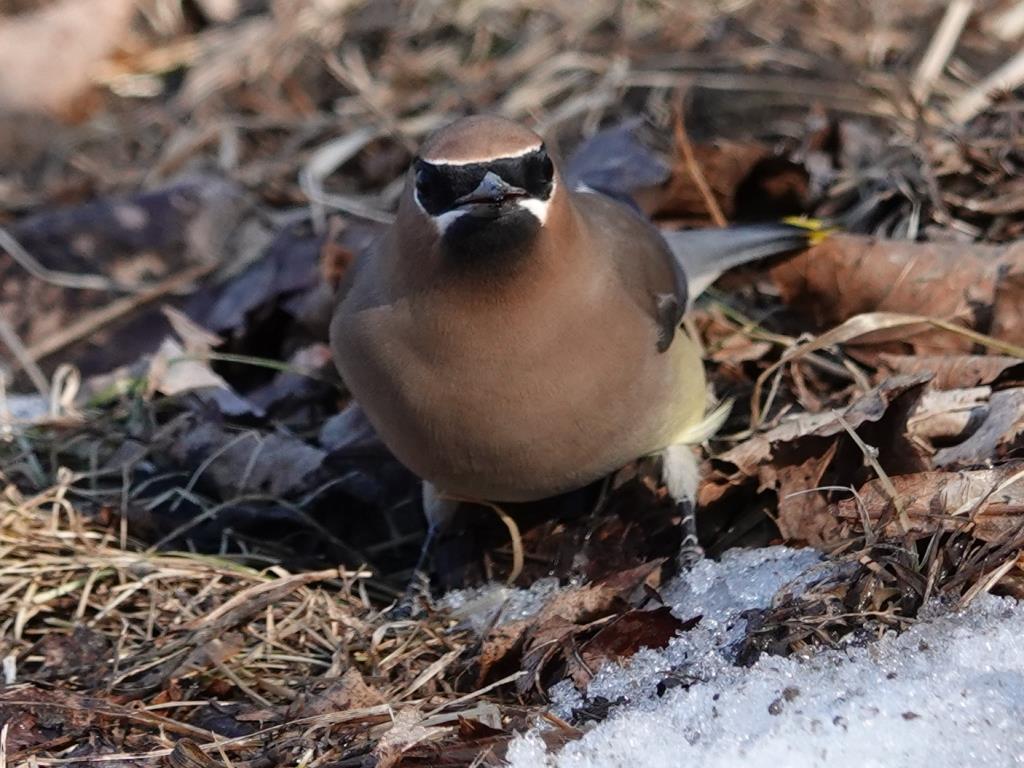 Cedar WaxwingScene 3 (9 of 10)© Marty CorfmanMines of Spain SRA1/30/25