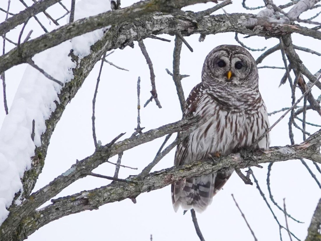 Barred Owl