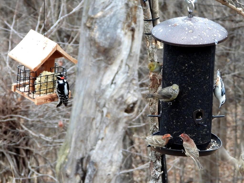 Birdfeeders