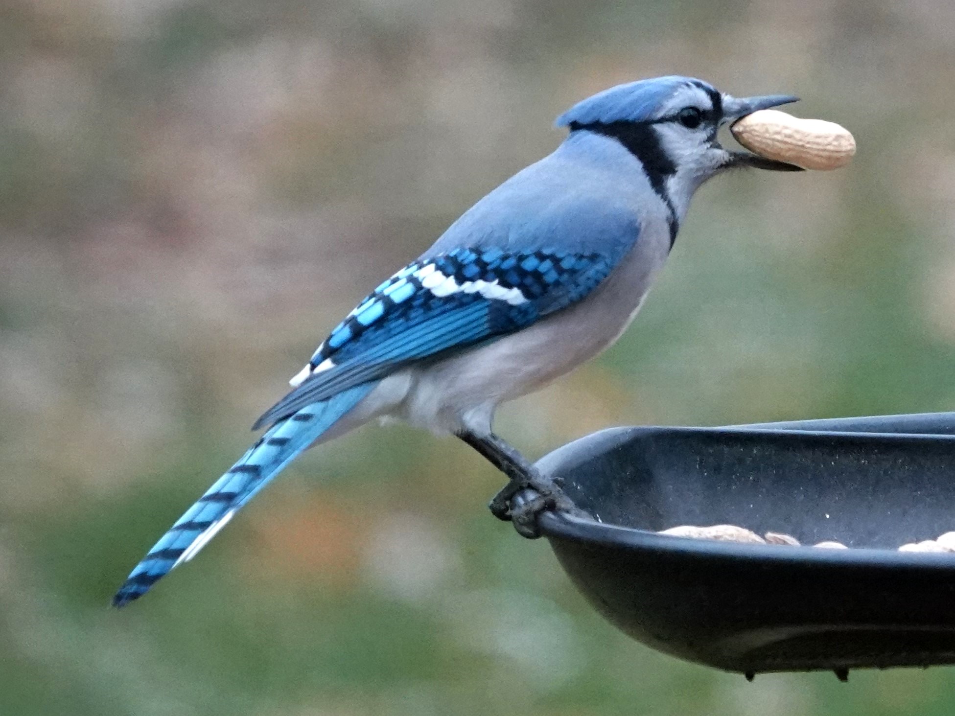 Blue Jay