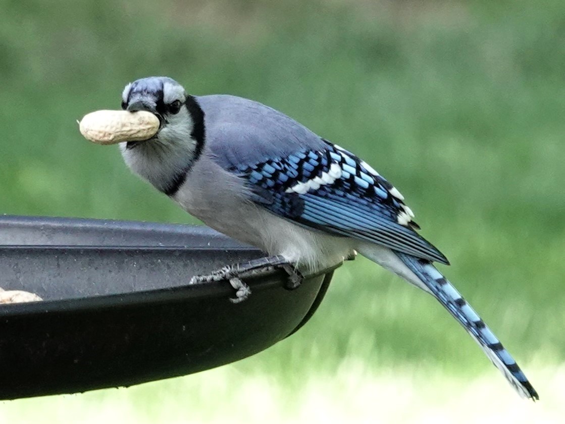 Blue Jay© Marty CorfmanDubuque, IA10/2/23