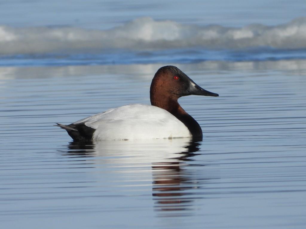 Canvasback© Mary LeighDeere Dike Park12/8/24