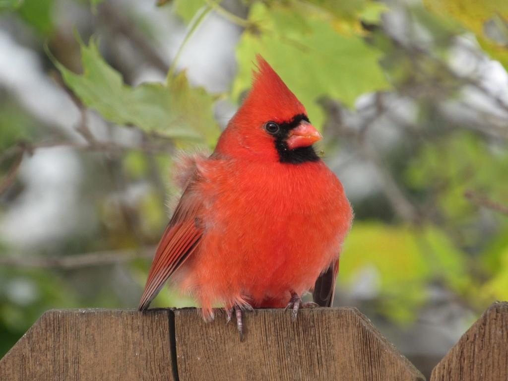 Northern Cardinal© Marty CorfmanDubuque, IA10/31/19