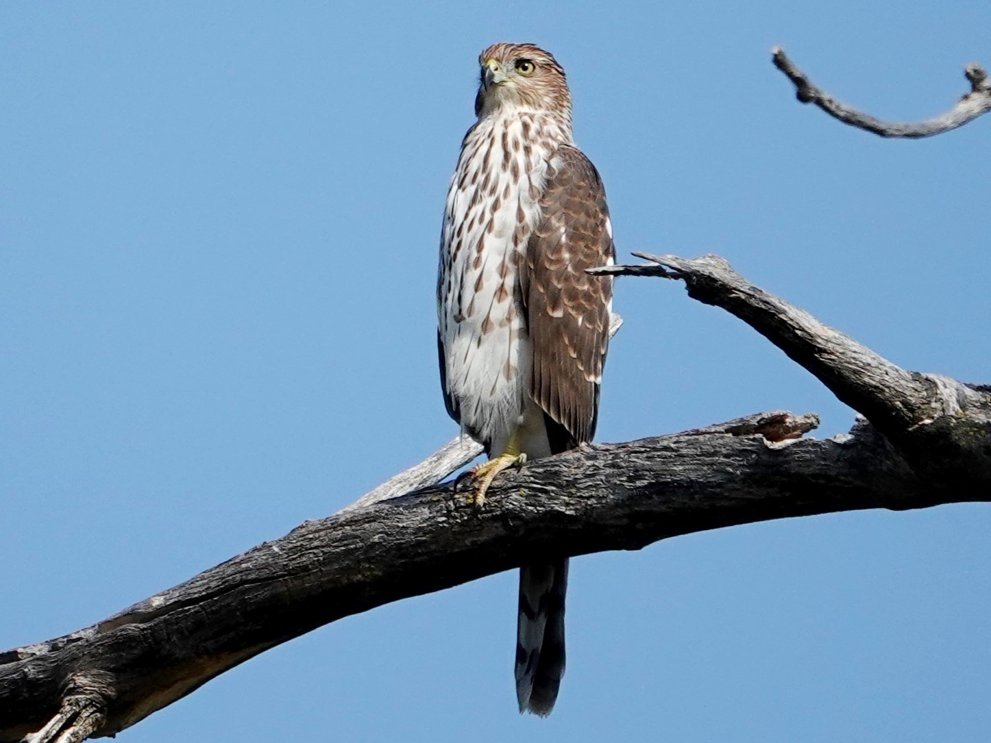 Cooper's Hawk© Marty CorfmanDeere Dike Park, Dubuque, IA10/10/24