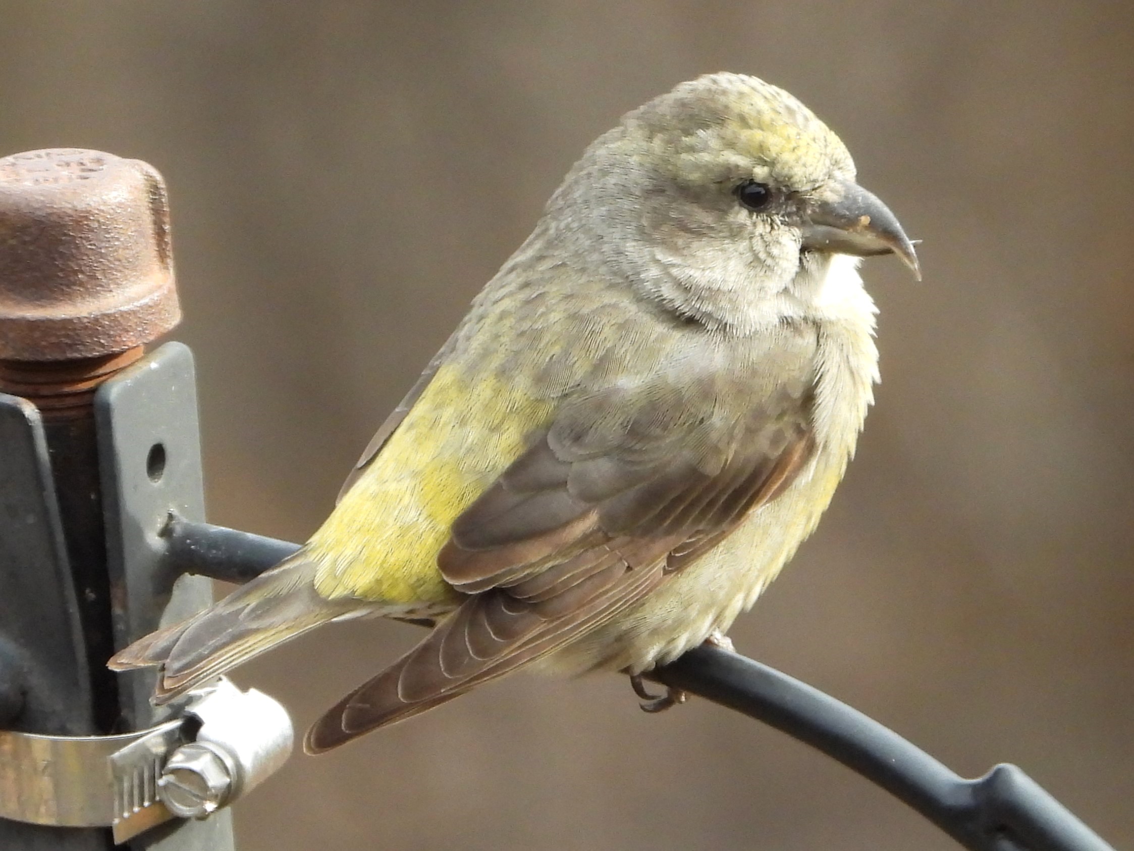 Red Crossbill (female)© Mary LeighPeosta, IA11/13/24