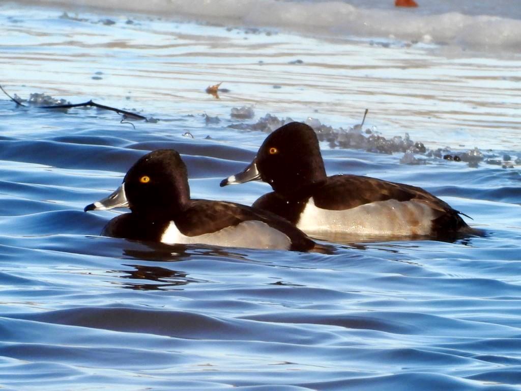 Ring-necked DuckDeere Dike Park1/17/25