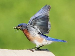 Eastern Bluebird