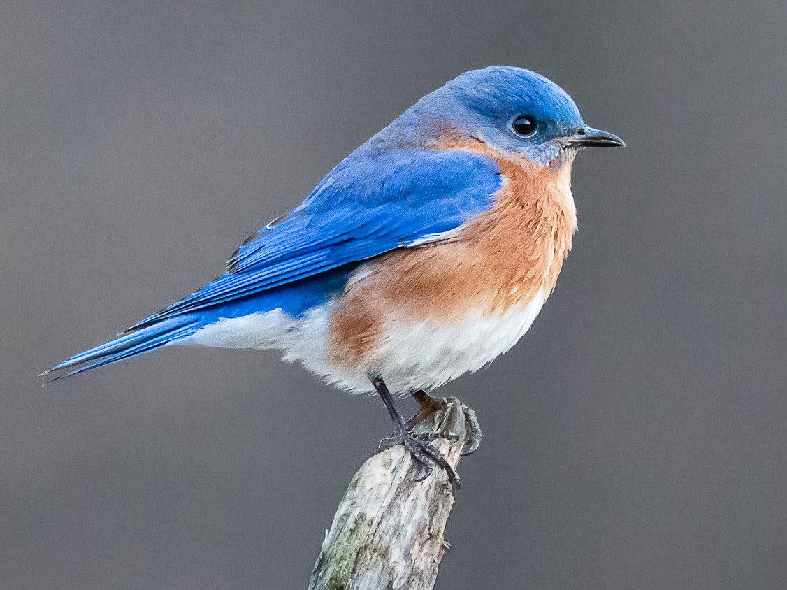 Eastern Bluebird