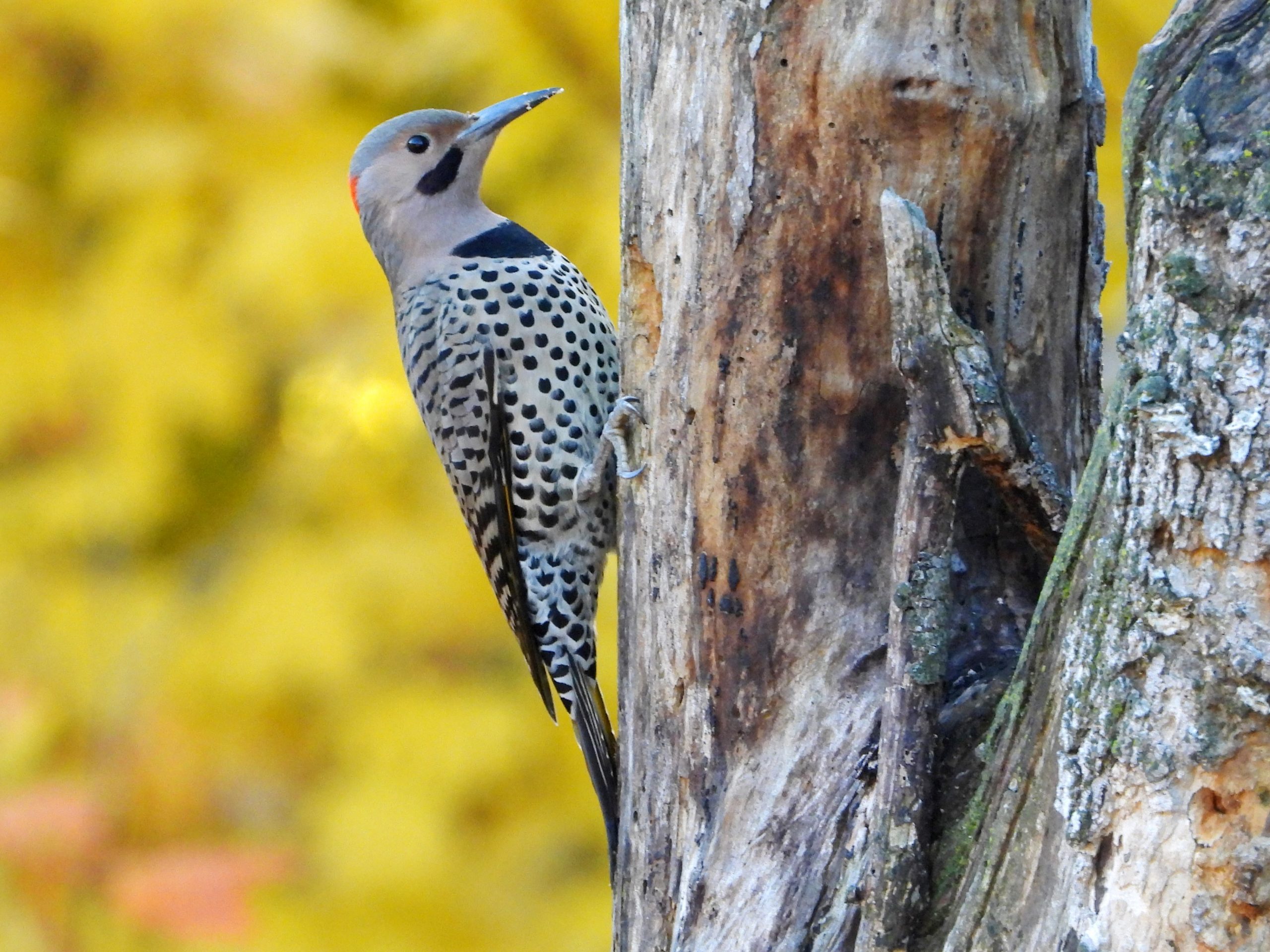 Northern Flicker© Mary LeighPeosta, IA10/20/2023