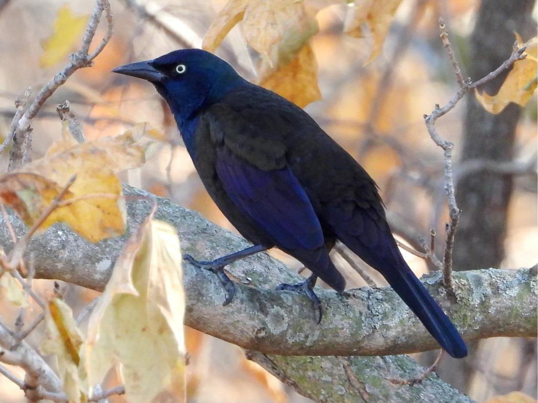 Common Grackle