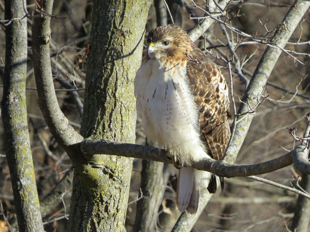 Red-tailed Hawk© Mary LeighPeosta, Iowa2/1/18