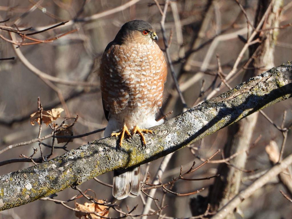 Sharp-shinned Hawk© Mary LeighPeosta, IA1/3/25