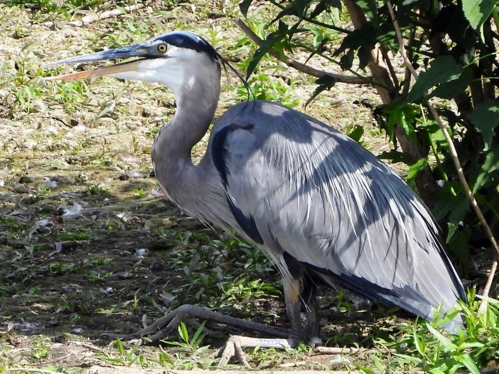 Great Blue Heron© Mary LeighRiver Walk, Dubuque, IA9/19/24