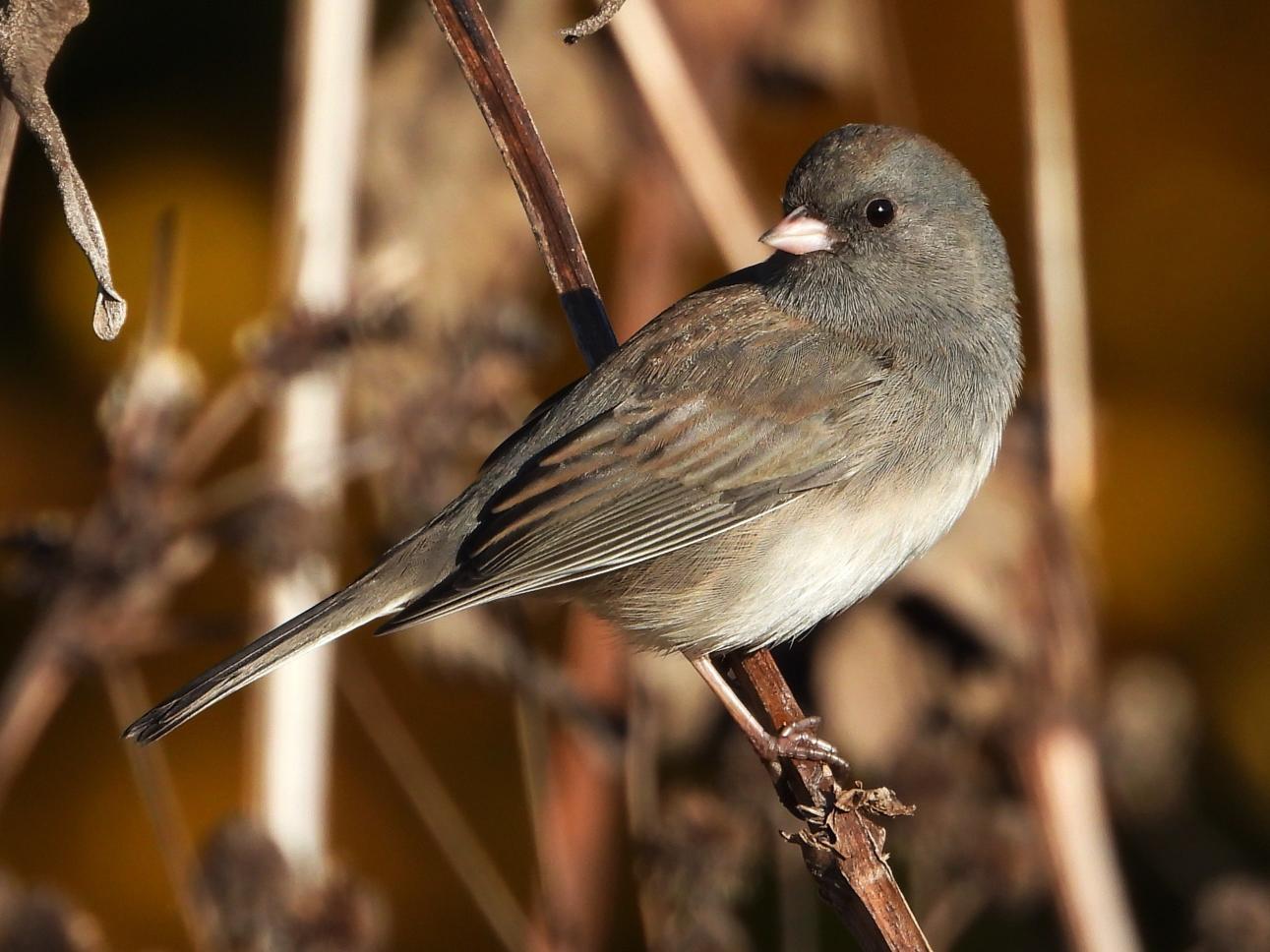 Dark-eyed Junco