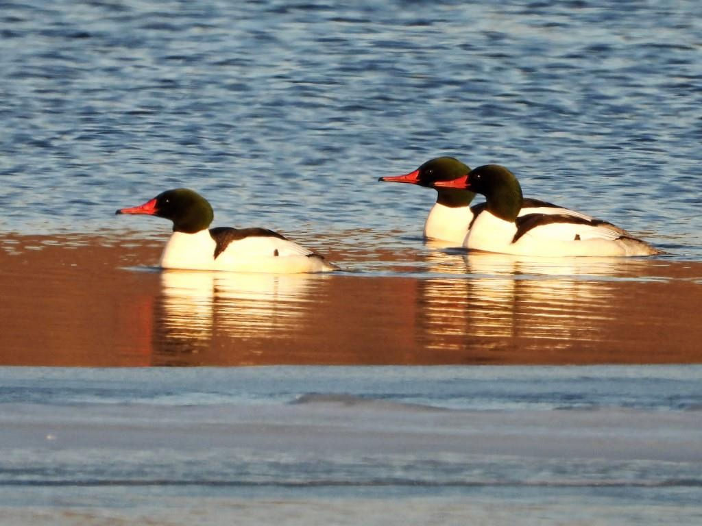 Common MerganserDeere Dike Park1/17/25