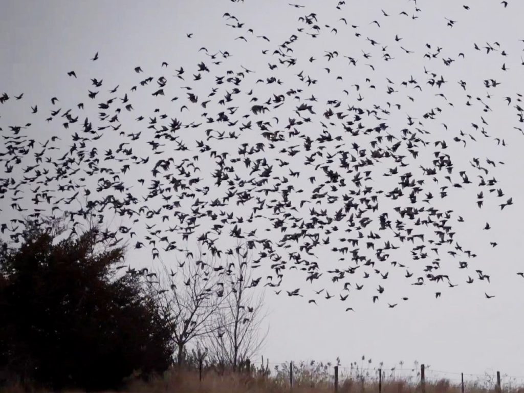 Starling Murmuration