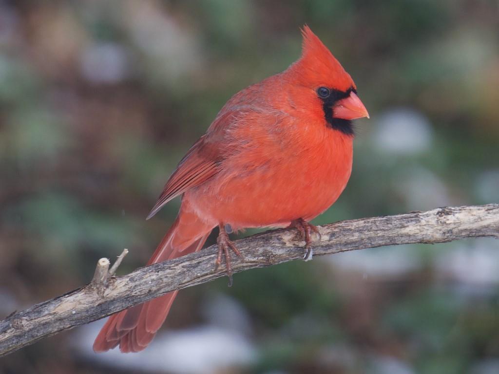 Northern Cardinal© Chuck IsenhartDubuque, IA12/18/24