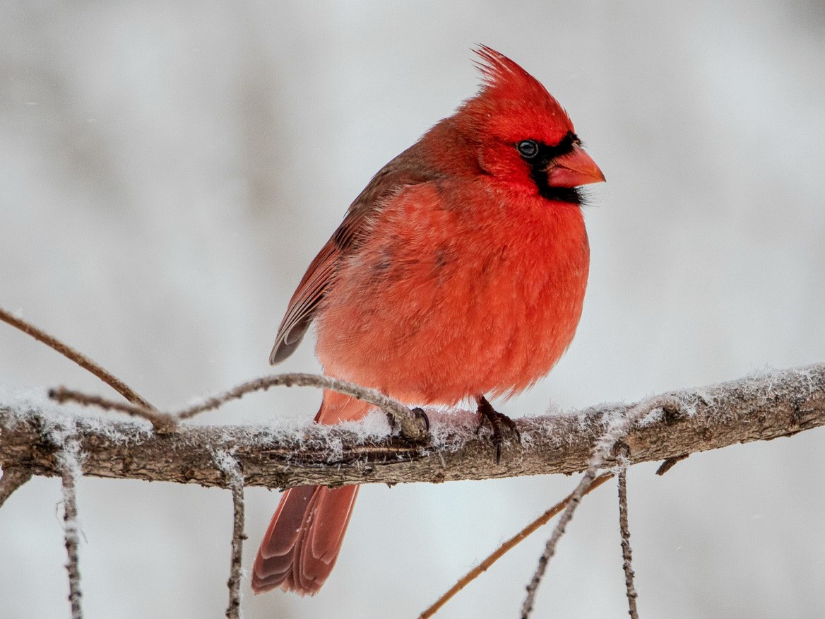 Northern Cardinal