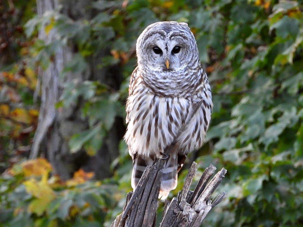 Barred Owl© Mary LeighPeosta, IA10/9/24