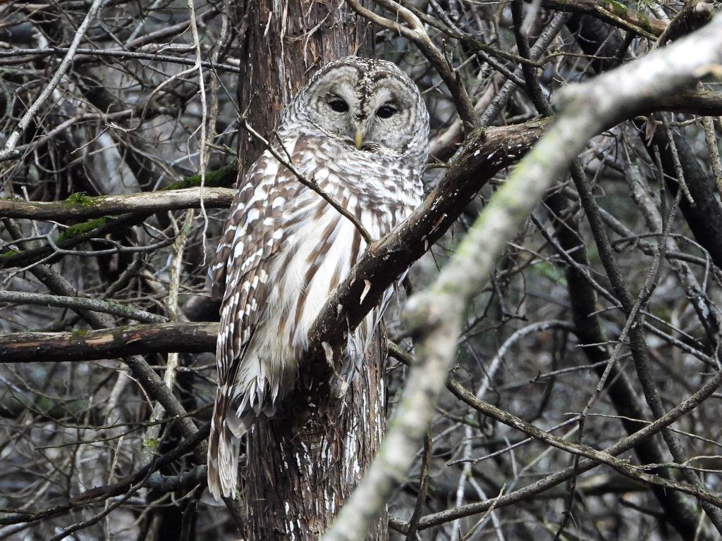 Barred Owl