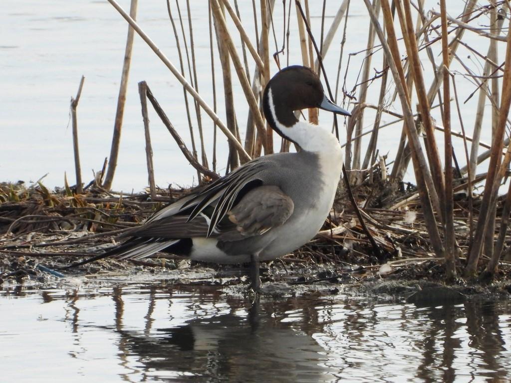 Northern Pintail© Mary LeighDubuque 16th St. Retention Basin2/21/24