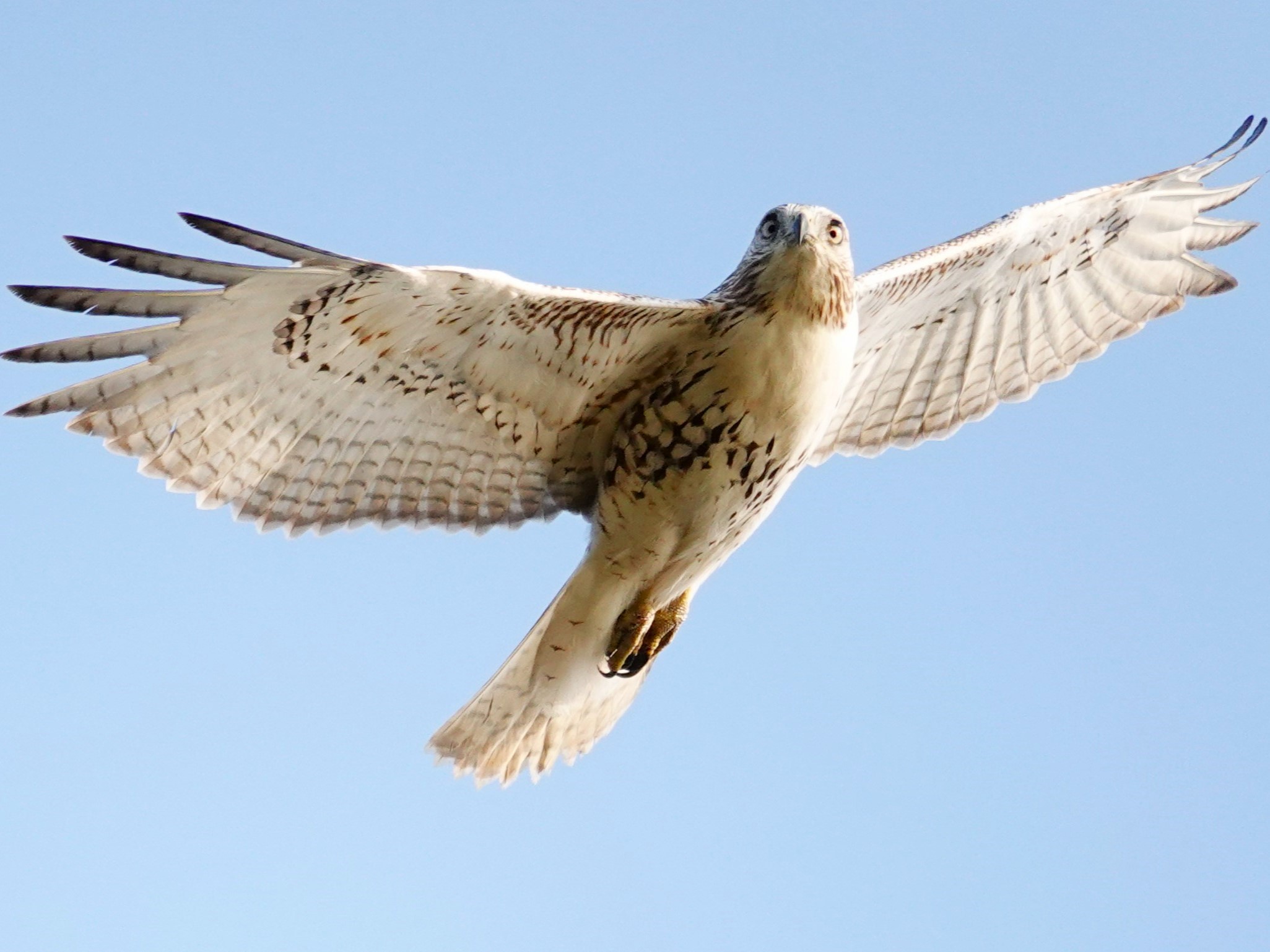 Red-tailed Hawk© Marty CorfmanEagle Point Park, Dubuque, IA10/12/24