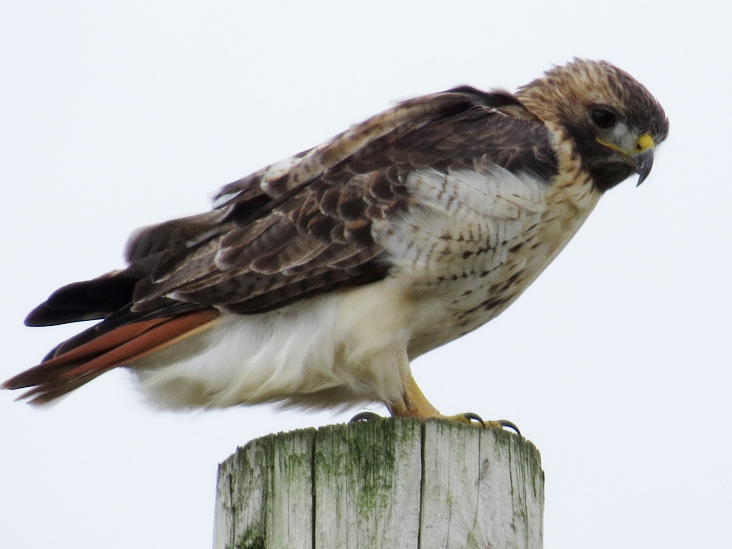 Red-tailed Hawk© Marty CorfmanAY McDonald Park, Dubuque, IA10/11/19