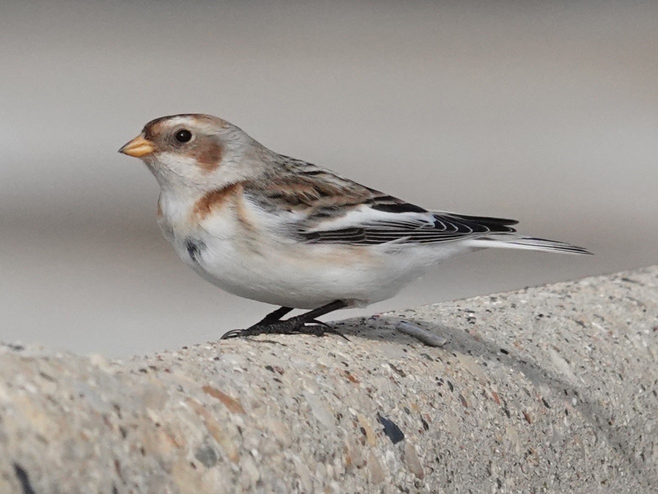 Snow Bunting© Marty CorfmanDubuque, IA1/27/25