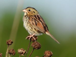 Henslow's Sparrow