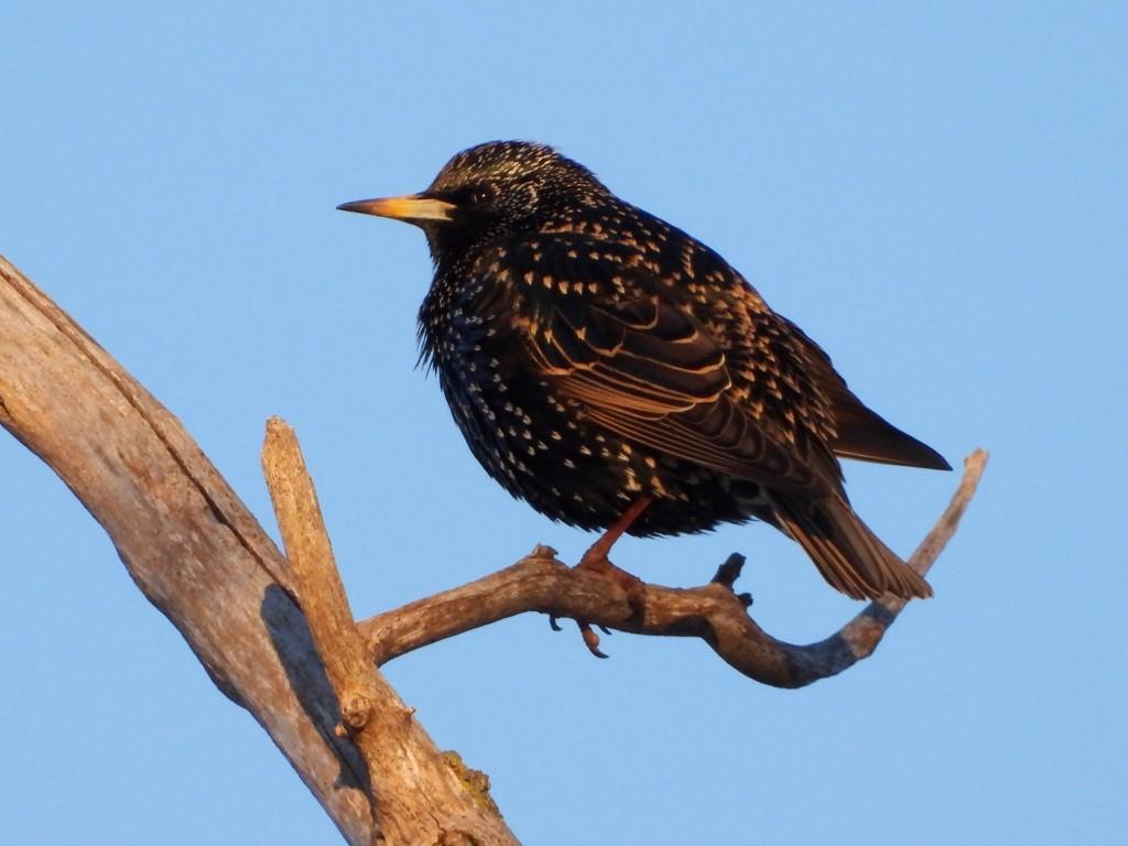 European Starling© Mary LeighDubuque County2/1/24